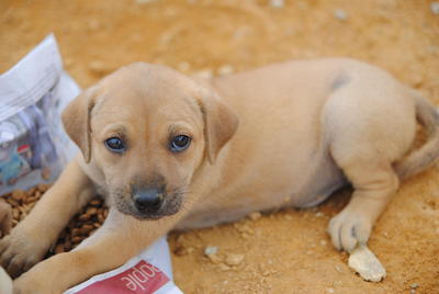 Heidi  - Mixed Breed Dog