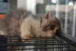 Flat Face Parsi Mata Cute - Persian Cat