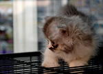 Flat Face Parsi Mata Cute - Persian Cat