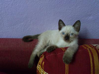 Popi - Siamese Cat