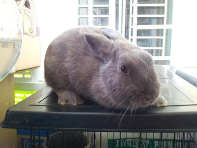 Netherland Dwarf Doe - Netherland Dwarf Rabbit