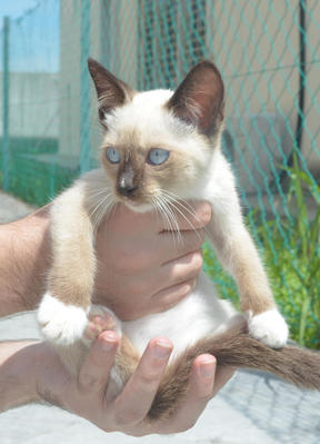 Rico-shady-silky-bello-lucky - Domestic Medium Hair + Persian Cat