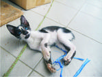 Please Adopt 2 Blind Kittens  - Domestic Short Hair Cat