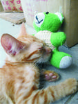 Please Adopt 2 Blind Kittens  - Domestic Short Hair Cat