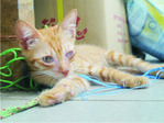 Please Adopt 2 Blind Kittens  - Domestic Short Hair Cat