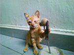 Please Adopt 2 Blind Kittens  - Domestic Short Hair Cat