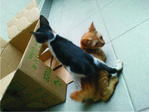 Please Adopt 2 Blind Kittens  - Domestic Short Hair Cat