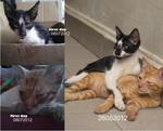 Please Adopt 2 Blind Kittens  - Domestic Short Hair Cat