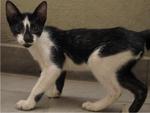 Please Adopt 2 Blind Kittens  - Domestic Short Hair Cat