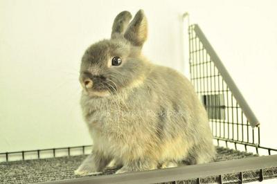 Netherland Dwarf - Blue Otter 62 - Netherland Dwarf Rabbit