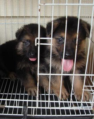  Medium Coat German Shepherd - German Shepherd Dog Dog
