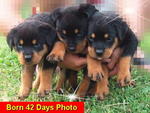 &quot;G&quot; Park View Kennel - Rottweiler Dog