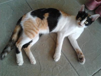 Sapi - Domestic Short Hair Cat