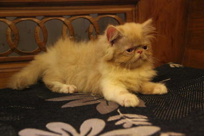 Pippin - Persian Cat