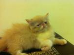 Pippin - Persian Cat