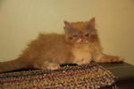 Pippin - Persian Cat