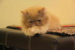 Pipin - Persian Cat