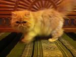 Pipin - Persian Cat