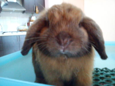 Walnut - Holland Lop Rabbit