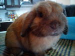 Walnut - Holland Lop Rabbit