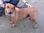 Old: Tag 49 - Adopted - 200903 - Dachshund Mix Dog