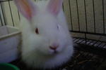 Whitey - Dwarf + Dwarf Eared Rabbit