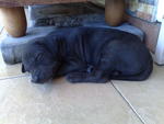 Blackle (Adopted)