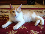 Priti - Domestic Medium Hair Cat