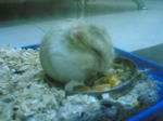 Chip - Short Dwarf Hamster Hamster