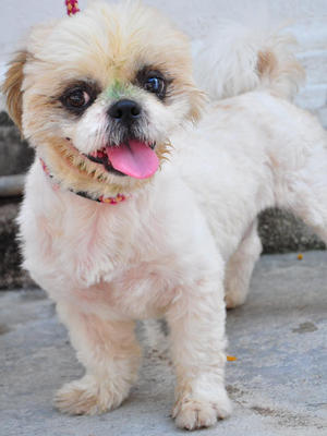 Oreo - Shih Tzu Dog