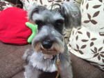 Jack - Schnauzer Dog