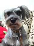 Jack - Schnauzer Dog