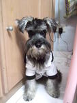 Jack - Schnauzer Dog