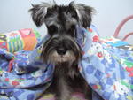 Jack - Schnauzer Dog