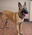 PF3482 - Belgian Shepherd Malinois Dog