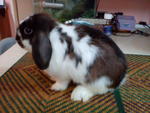 Munchee - Holland Lop Rabbit