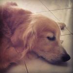 Max - Golden Retriever Dog