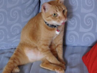 Honey - Domestic Short Hair Cat