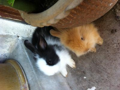 Bunny Rabbit - Lionhead + Angora Rabbit Rabbit