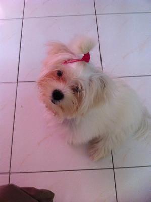 Micah - Maltese Dog