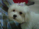 Micah - Maltese Dog