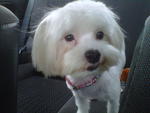 Micah - Maltese Dog