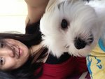 Micah - Maltese Dog