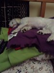 Micah - Maltese Dog