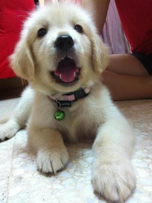 Golden Retriever Imported Line - Golden Retriever Dog