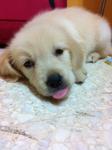 Golden Retriever Imported Line - Golden Retriever Dog