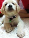 Golden Retriever Imported Line - Golden Retriever Dog