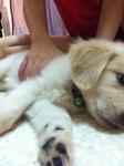 Golden Retriever Imported Line - Golden Retriever Dog