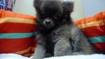 Sable Pomeranian - Pomeranian Dog