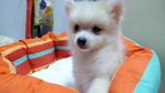 Cream Pomeranian - Pomeranian Dog